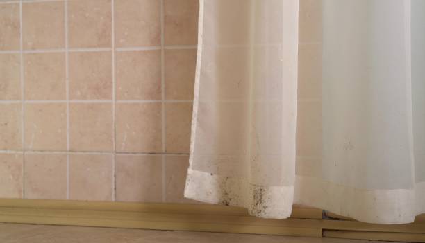 Best Attic Mold Removal  in Florence, MT