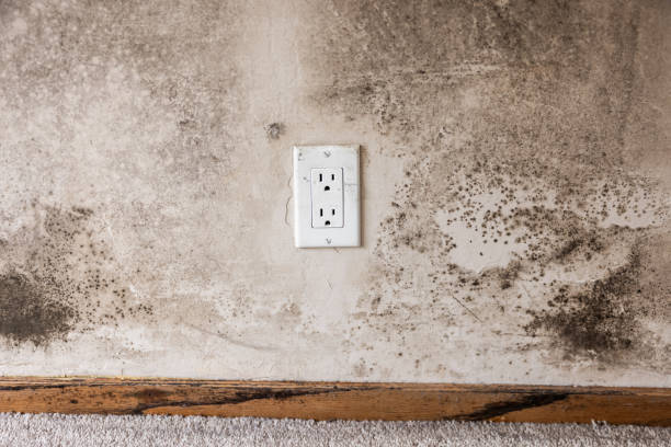 Mold Remediation for Vacation Homes in Florence, MT